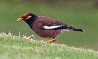 Bird beak grassy hill illustration - domirinic fegallia free wallpaper