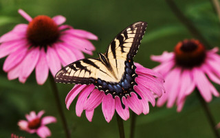 Butterfly pink flower background blurry - cindy wright free wallpaper for desktop
