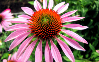 Pink flower green center macro 2 - a green center free wallpaper for desktop
