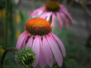 Pink flower bee closeup green - a green stem in the background free wallpaper