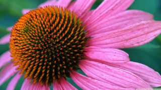 Pink flower yellow center green - betty merken free wallpaper for desktop