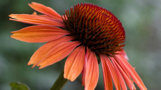 Close up flower blurry background 3 - photorealism free wallpaper for desktop