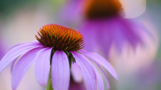 Purple flower closeup shallow depth - a blurry background of flowers free wallpaper