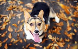 Dog leaves autumn blur bokeh - a pile of leaves free wallpaper