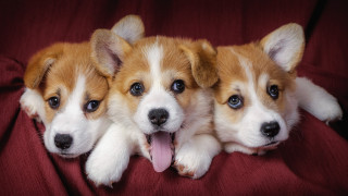 Three puppies red blanket cute 2 - their tongue free wallpaper