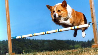Dog jumping hurdle field grass - ultra high definition free wallpaper