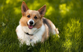 Dog laying grass tongue out - p free wallpaper