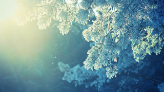 Snowy tree sunlight branches winter - a microscopic photo free wallpaper