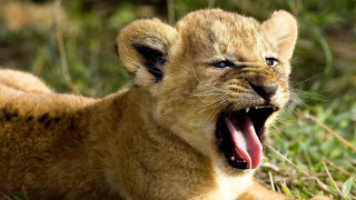 Lion cub yawns grass mouth - tongue free wallpaper for desktop