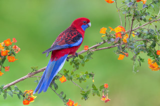 Red blue bird branch orange - elizabeth durack free wallpaper