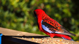 Red bird standing ledge eating - elizabeth durack free wallpaper