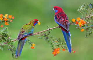 Colorful birds perched branch flowers - two colorful bird free wallpaper