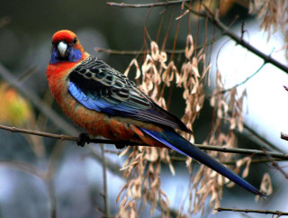 Colorful bird perched branch tree 5 - vibrant colour free wallpaper