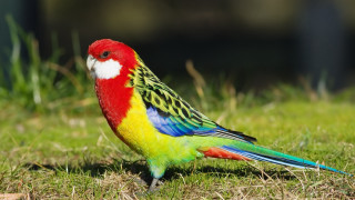 Colorful bird lush green field - colour free wallpaper