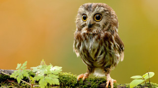 Small owl mossy branch leaves 5 - a small owl free wallpaper for desktop