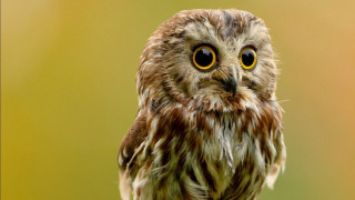 Small owl yellow eye branch - a yellow eye free wallpaper