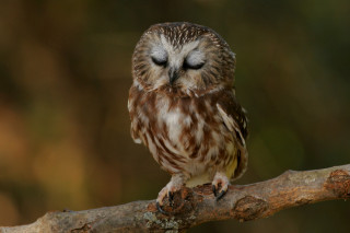 Small owl branch eyes closed - a small owl free wallpaper for desktop