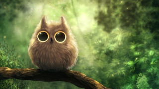 Brown owl sitting branch forest - a branch in a forest free wallpaper