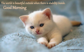 White kitten blue blanket fantastic - the world free wallpaper
