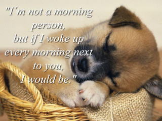 Small dog sleeping basket quote - im free wallpaper for desktop