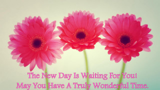 Pink flower bouquet morning celebration - morning free wallpaper for desktop