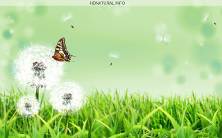 Butterfly dandelion grass field blue - a green grass field free wallpaper