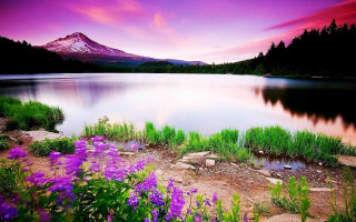 Mountain lake purpleflowers forest sunset 2 - a lake in the foreground free wallpaper