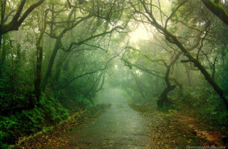 Forest path foggy daylight dappled - a path in the middle of a forest free wallpaper
