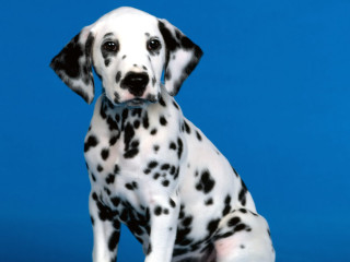 Dalmatian puppy blue background white - pointillism free wallpaper