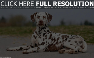 Dalmatian dog laying ground click - modern free wallpaper