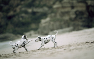 Dalmatian dogs running beach water - surrealism free wallpaper