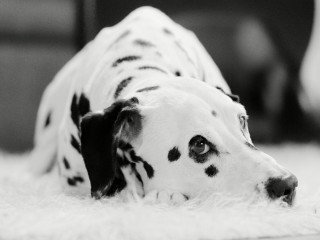 Dalmatian dog white rug sad - pointillism free wallpaper for desktop