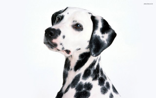 Dalmatian dog black spots looking - elke vogelsang free wallpaper