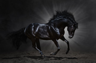 Black horse running dark light - a black horse free wallpaper