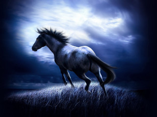 Horse running field grass cloudy 3 - a full moon behind free wallpaper