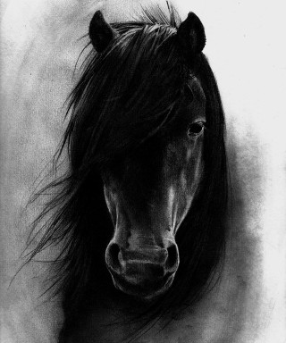 Black white horse head hair - a charcoal drawing free wallpaper for mobile