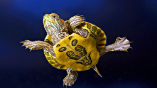 Turtle yellow shell black background - a turtle free wallpaper