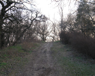 Dirt road trees grass right - land art free wallpaper
