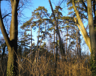 Forest tall trees blue sky - tall tree and grass free wallpaper for desktop