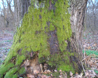 Tree moss woods firehydrant leaves - leaf and grass free wallpaper