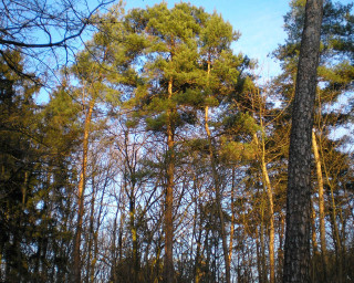 Forest tall trees blue sky 2 - lot free wallpaper