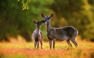 Two deers field trees grass - two deer free wallpaper