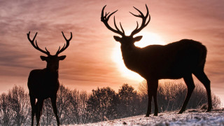 Two deer snow sunset trees - wildlife photography free wallpaper