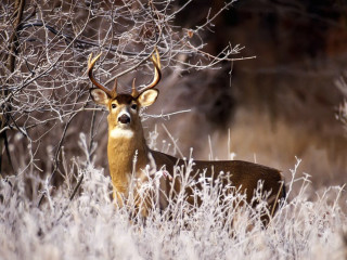 Deer field grass trees branches - a deer free wallpaper