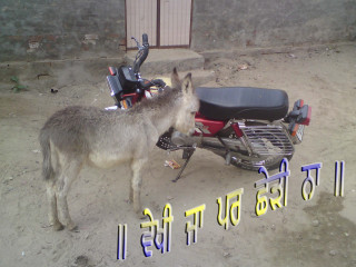 Donkey motorcycle dirt lot transportation - free motorcycles wallpaper for desktop