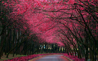 Tree lined road pink flowers 2 - the side of the road free wallpaper