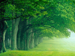 Trees grassy field path green 2 - a green field free wallpaper for desktop