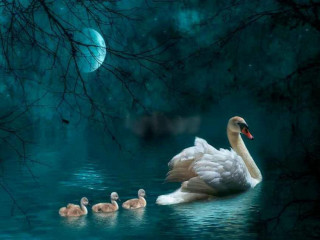 Swan babies swimming night full - a swan free wallpaper