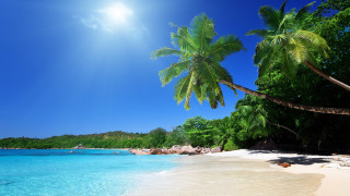 Beach palm tree blue water 2 - a sandy shore free wallpaper