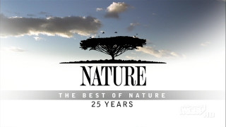 Tree nature sky clouds background - ernst haeckel free wallpaper